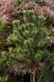 Pinus mugo var rotundata Jelenova IMG_8196 Sosna kosodrzewina